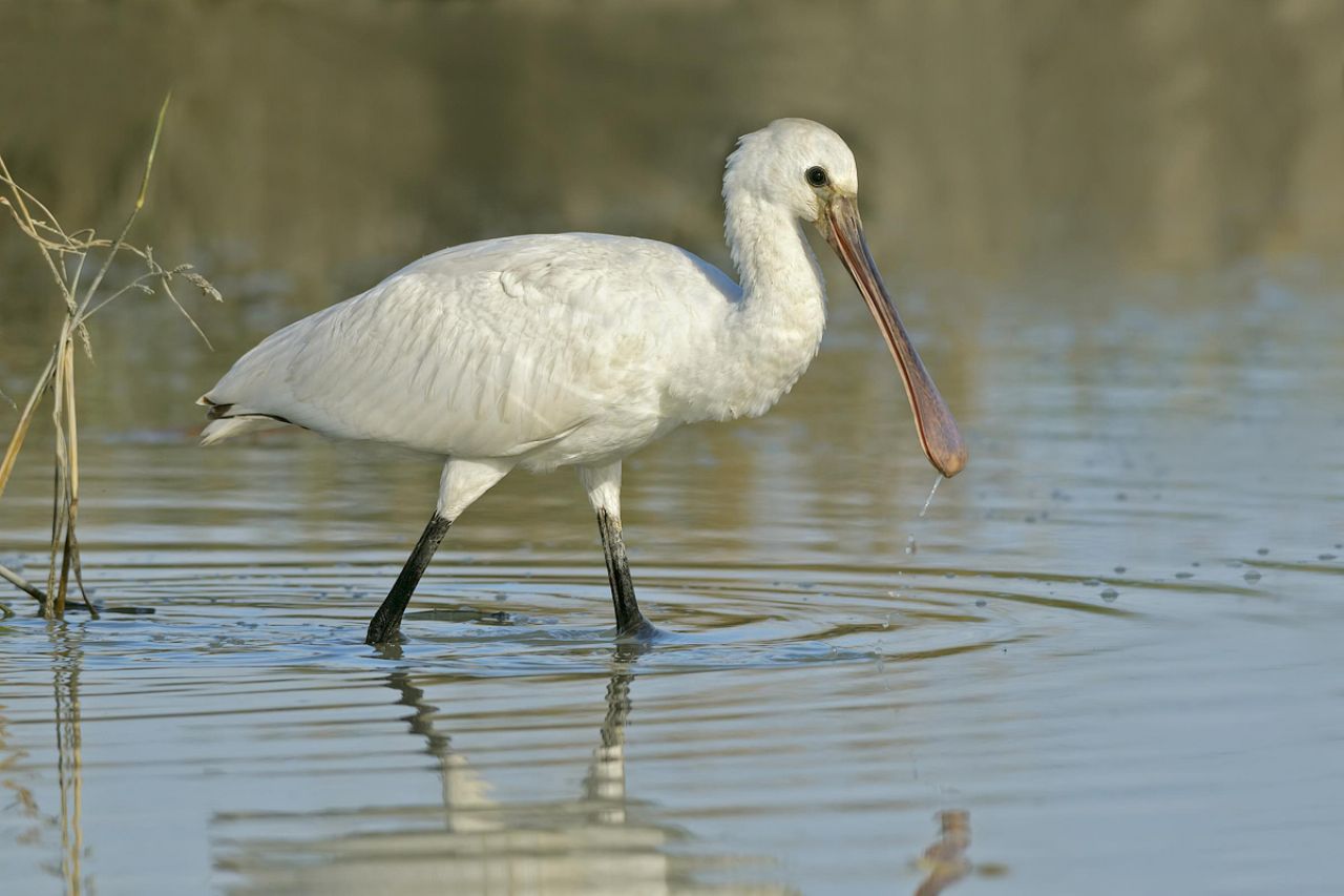 Spatola (Platalea leucorodia)